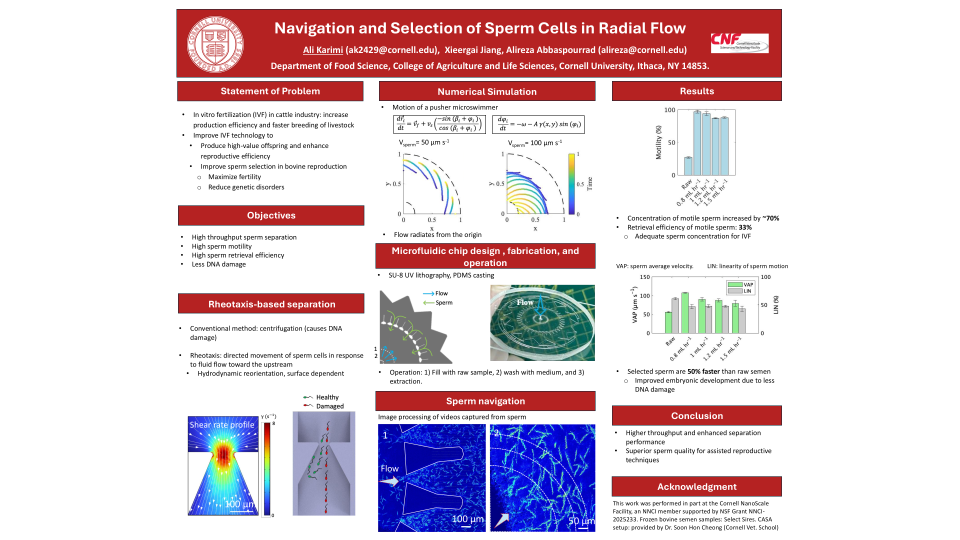 Navigation and Selection of Sperm Cells in Radial Flow