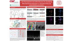 2D Nanopatterned Membrane for Studying Mechanotransduction in Striated Muscle